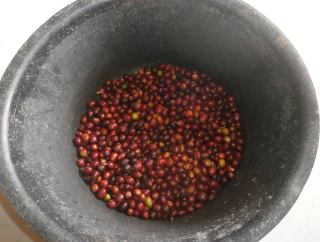 因果實成熟時間不一，咖啡豆的採收十分人工／圖:取自雨林咖啡FB專頁