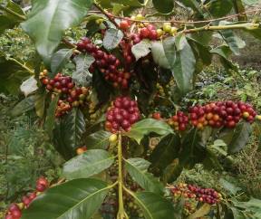 雨林咖啡的產地在印尼亞齊，採多層次樹蔭栽培／圖:取自雨林咖啡FB專頁